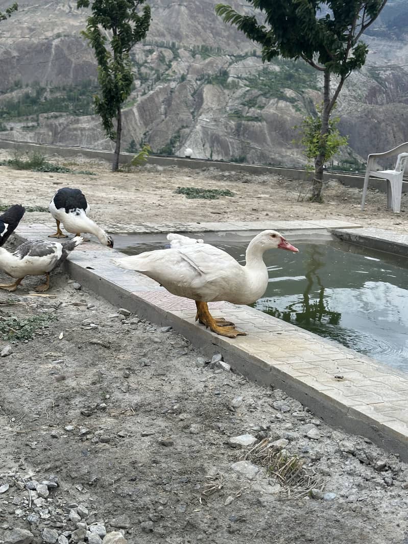 Moscovy ducks 9