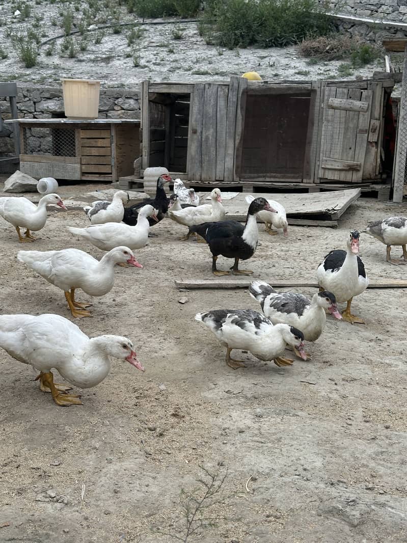 Moscovy ducks 10