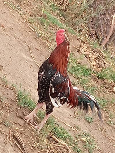 Aseel Mianwali