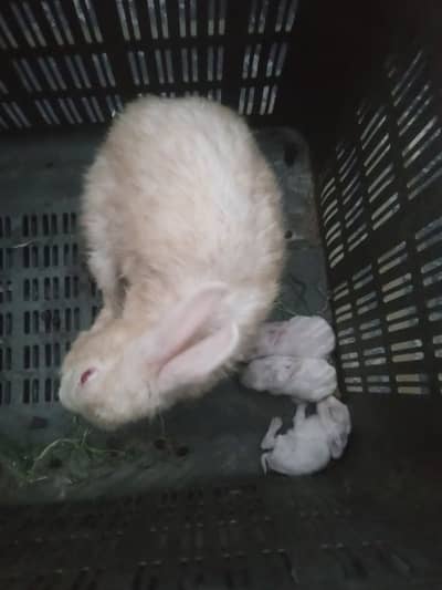 female rabbit with 3 baby