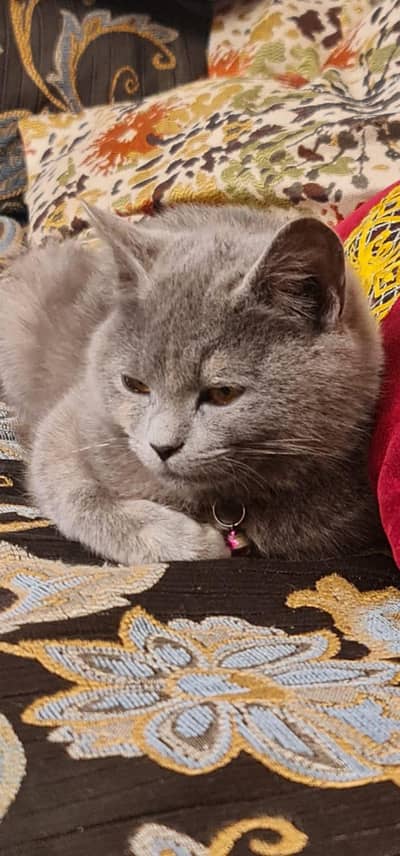 Cuddly BRITISH SHORT HAIR cat