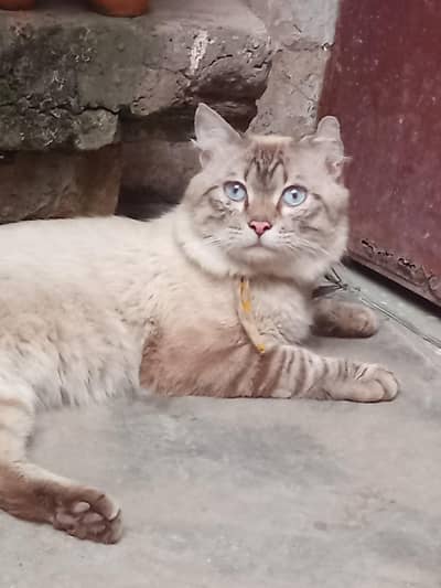 persian male cat  03184765760
