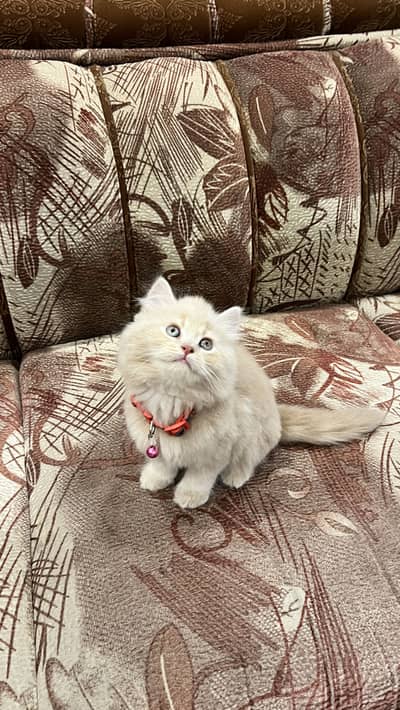 Persian Cat