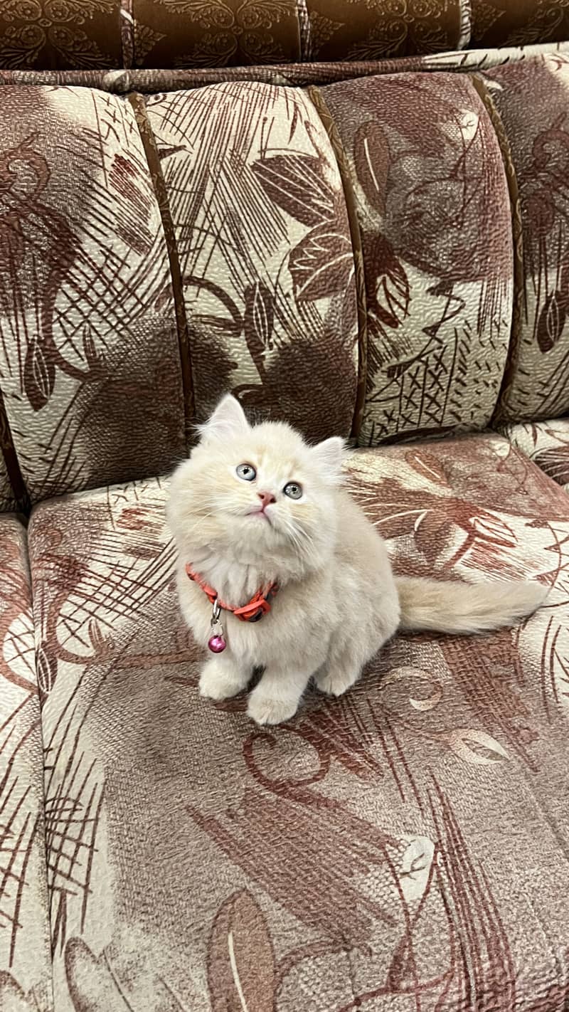 Persian Cat 0