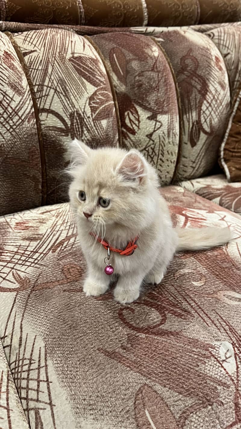 Persian Cat 1