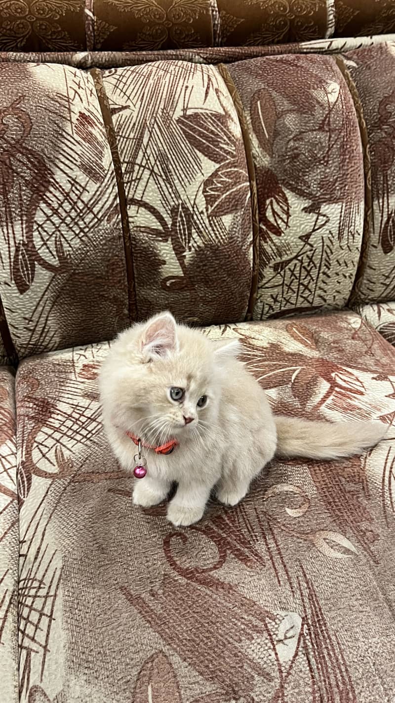 Persian Cat 2