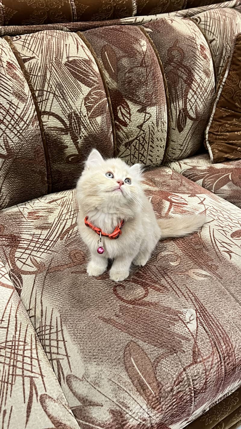 Persian Cat 3