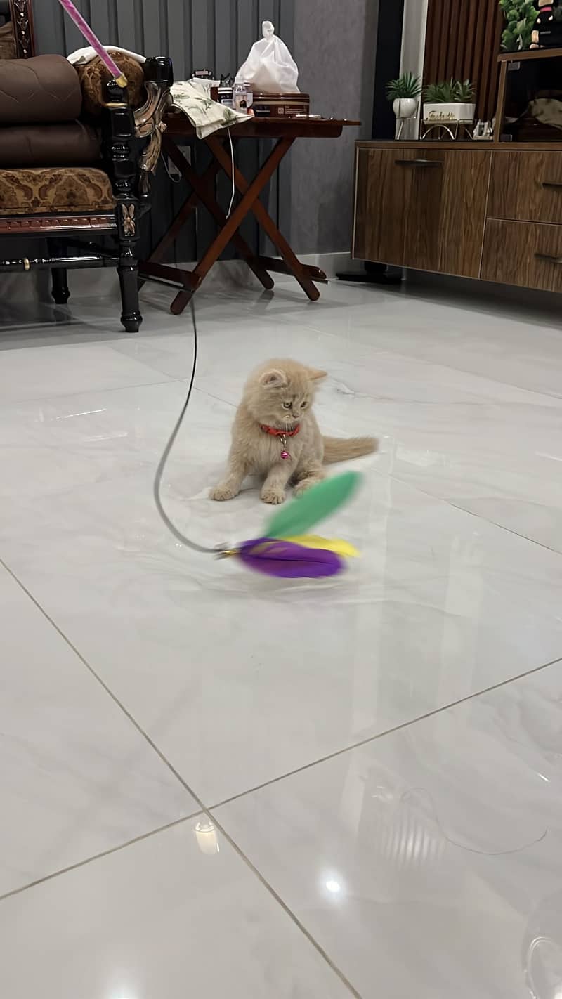 Persian Cat 4