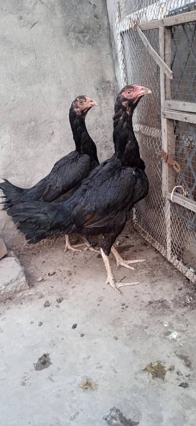 Aseel Thai hens for sale