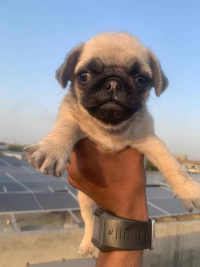 Pure pug Puppy for Sale