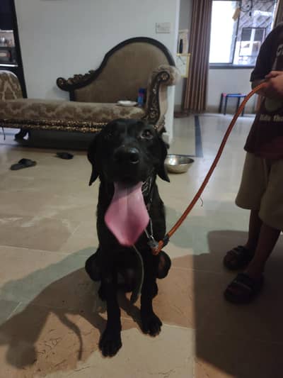 Labrador+Pointer Mix