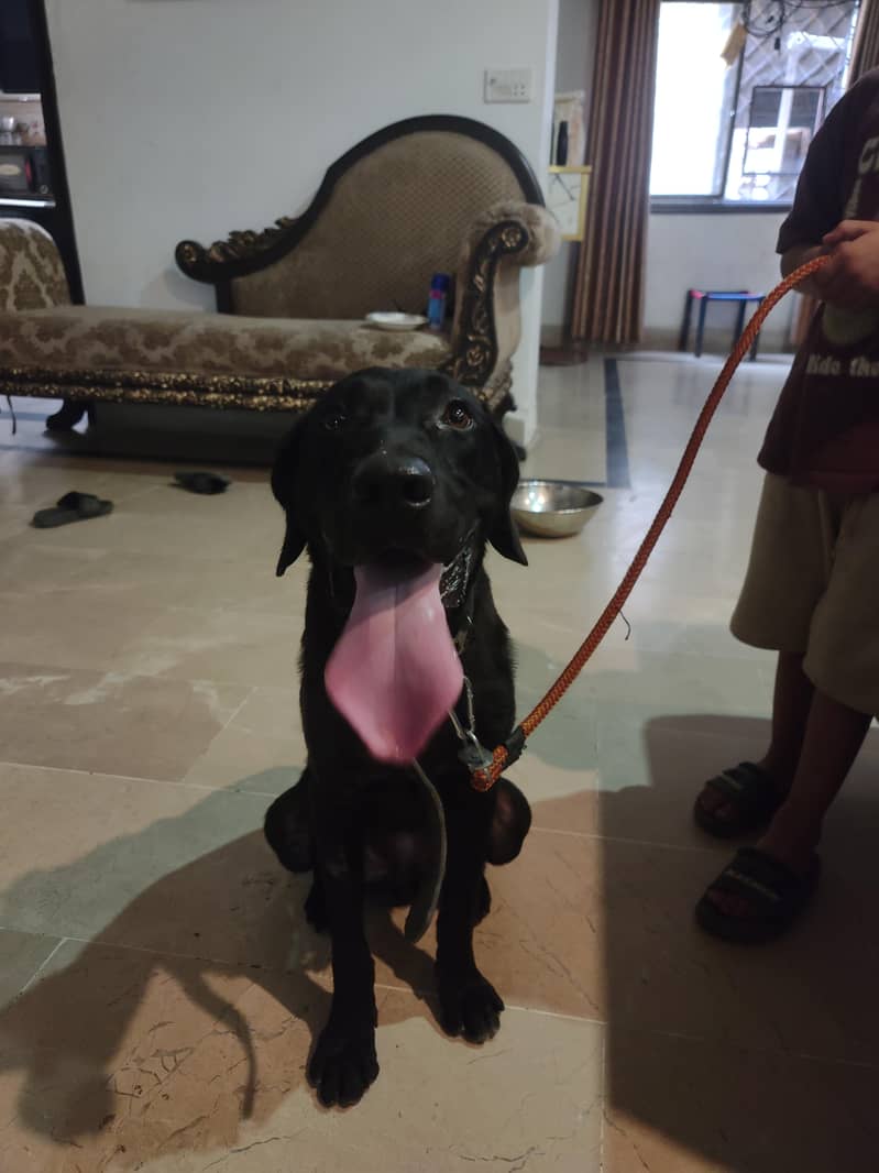 Labrador+Pointer Mix 0