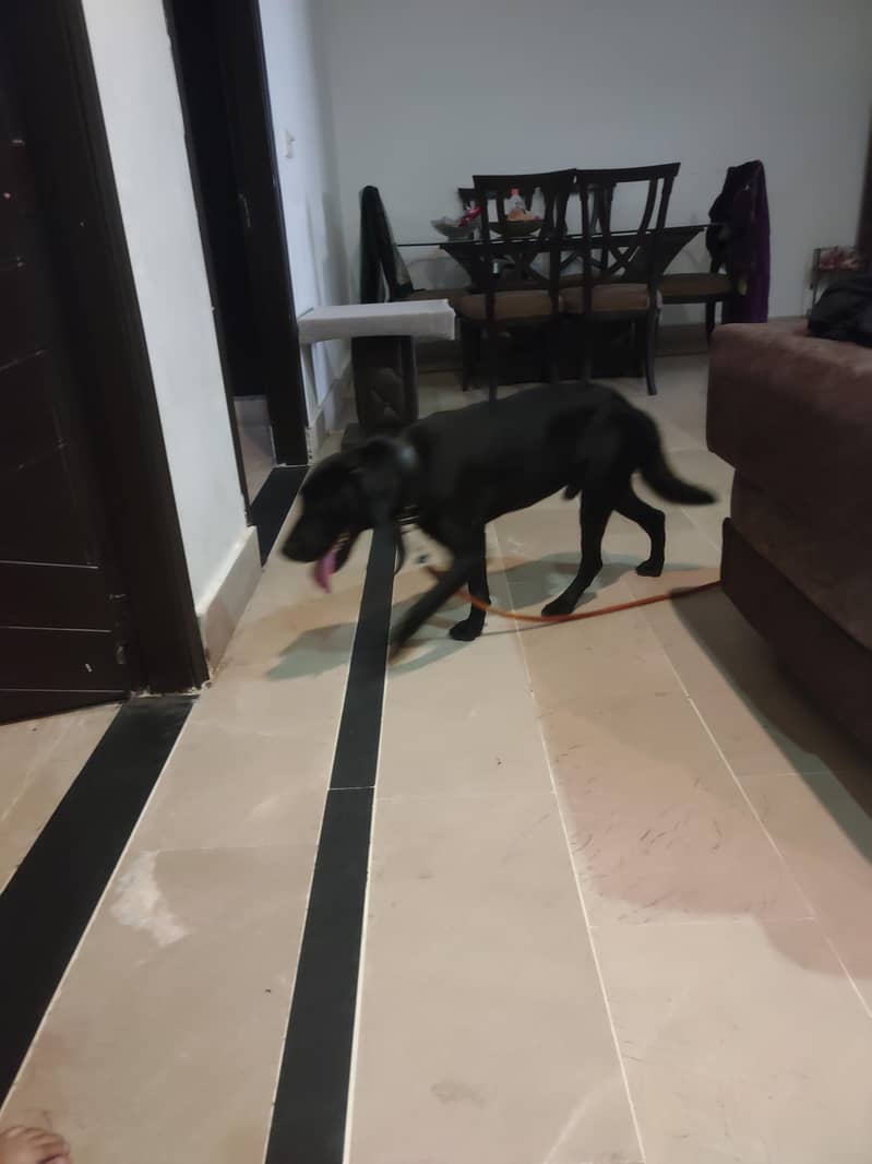 Labrador+Pointer Mix 1