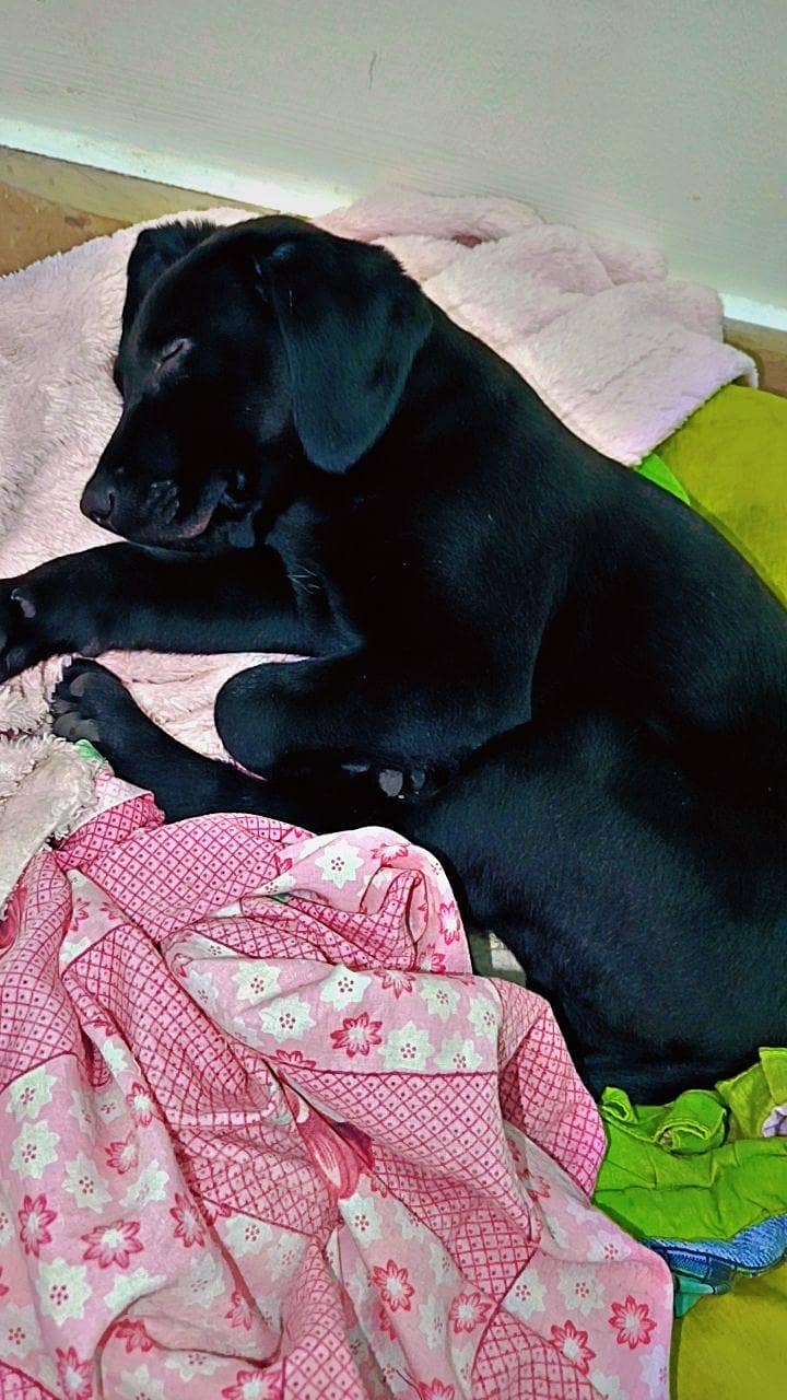 Labrador+Pointer Mix 2