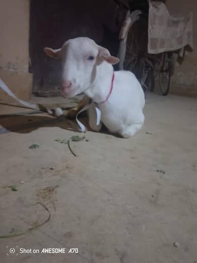 teddy goat for sell