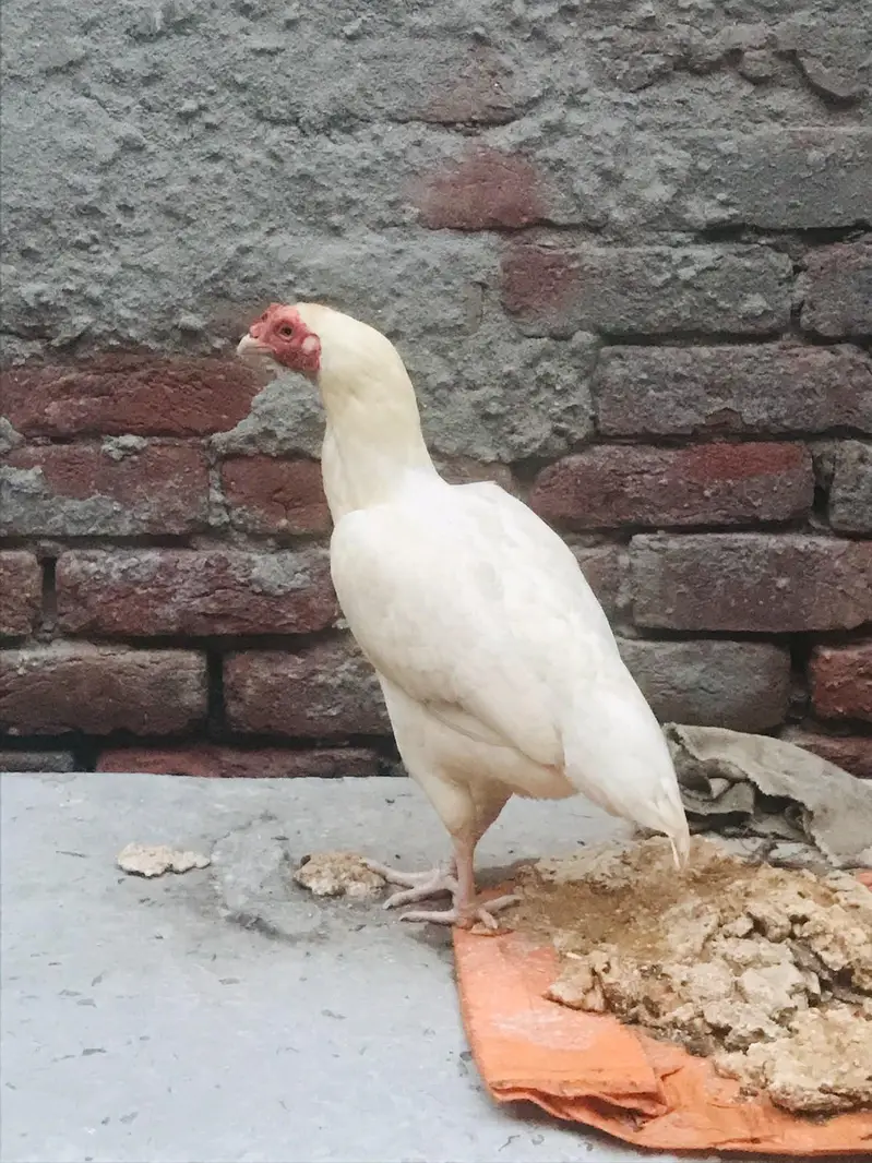 Heera Aseel — photo 5