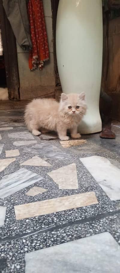 PERSIAN KITTEN URGENT SALE