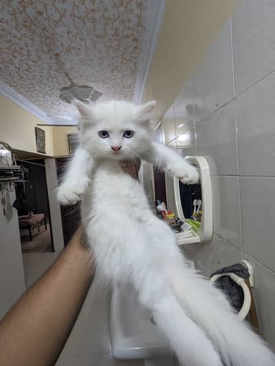 Pure Persian Kittens – Extra Fluffy, Litter Trained