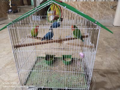 love birds