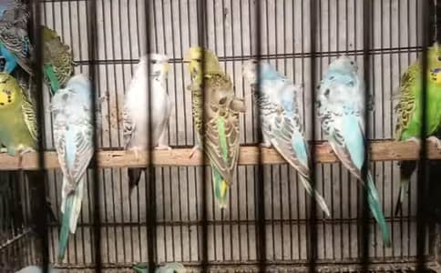 love bird oppline