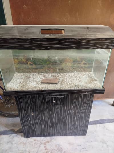 fish acquriam for sale