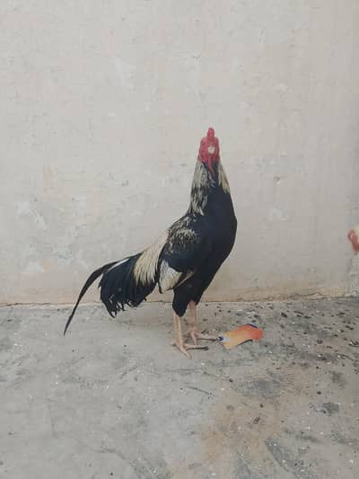 for sale