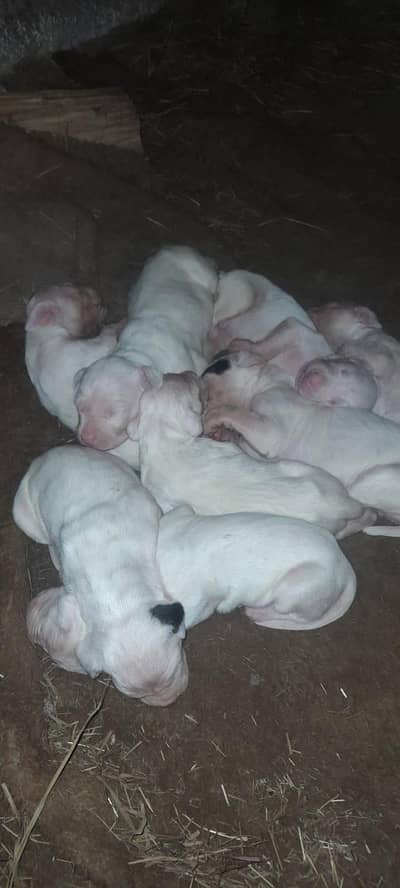 Bully Gultair Females Puppies