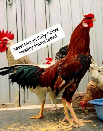 High Quality ( Eggs  laying ) Healthy Active Hens For Sale!