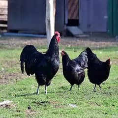 healthy and active Australorp rooster and hens