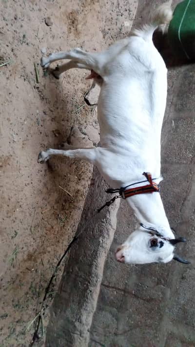 taddy goats  bakra, bakri 1.5 month cross