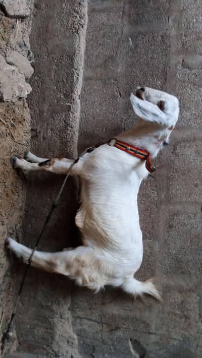 taddy goats  bakra, bakri 1.5 month cross