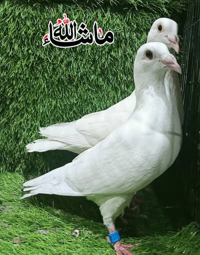 Paper White Qasad Breder Pair For Sale