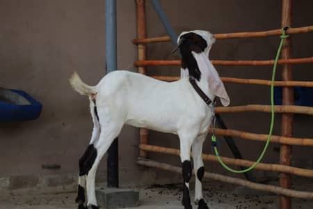 gulabi Abluck bakri