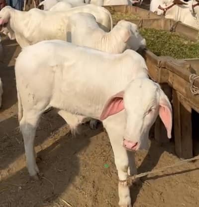American Brahman Ghaow for sale
