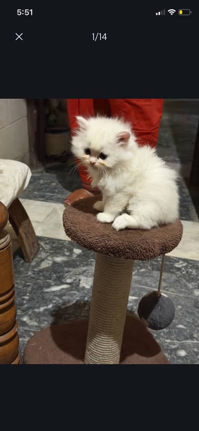 Persian kittens semi punch and doll face