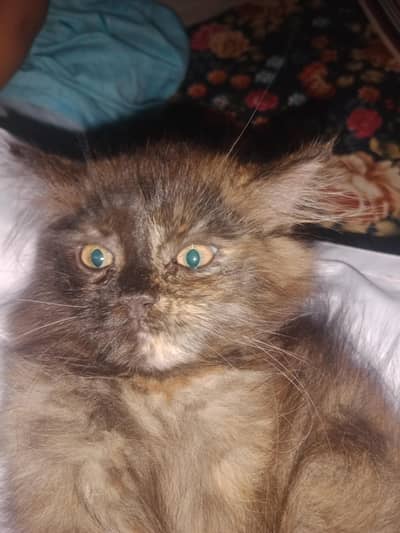 Persian female kitten