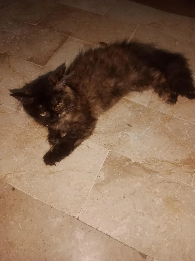 Persian female kitten — photo 2