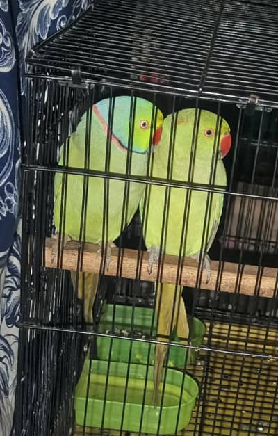 parrots