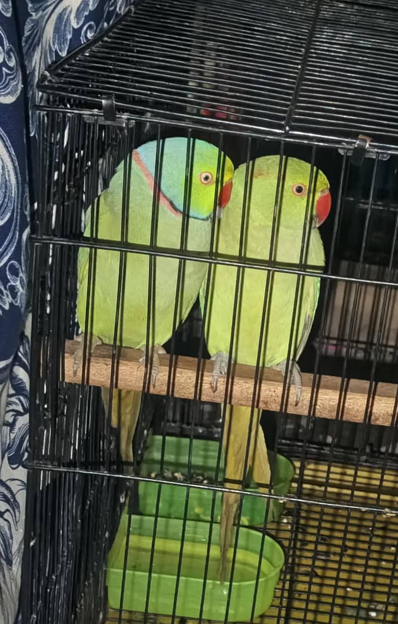 parrots 0