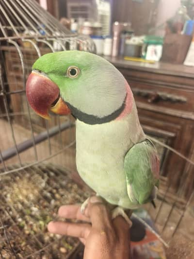 raw parrot breeder pair and taking exchange possible