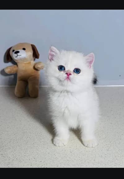 British kittin for sell. 0325 7045886