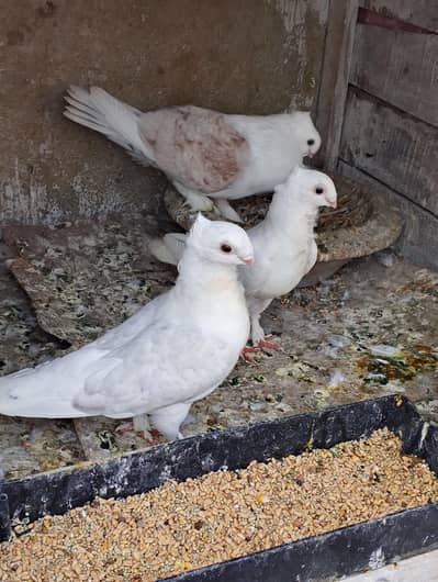 santinat pair call 03007675406