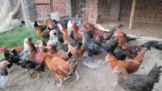 Golden Misri 600 650 grm pathiya patha mix available