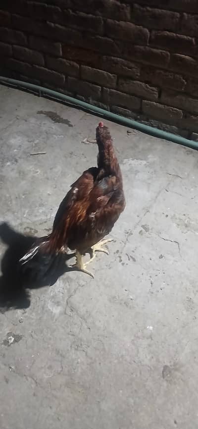 aseel pathy male and female chiks