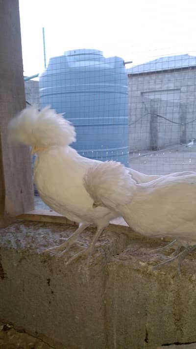 buff polish brahma