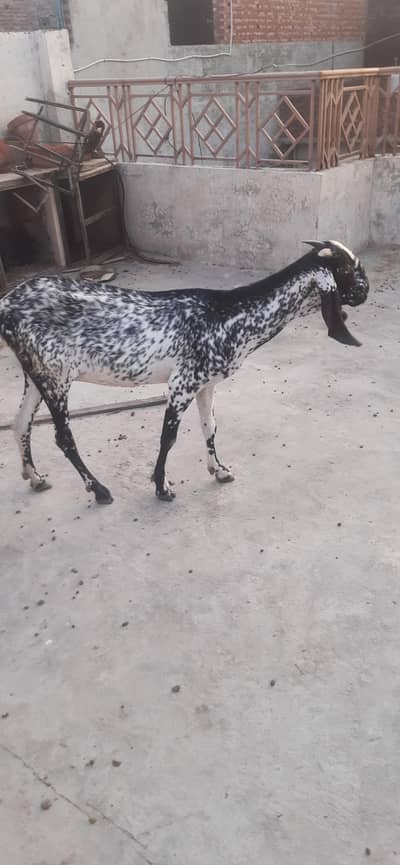 desi makhi cheeni bakri