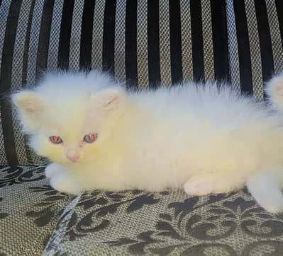 1 kittan