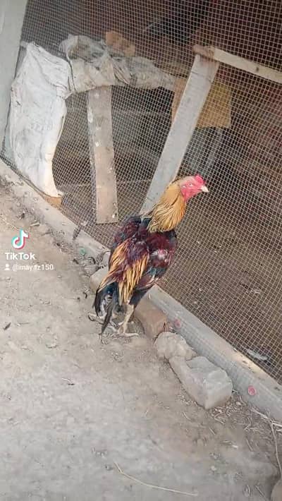 Aseel Shamoo