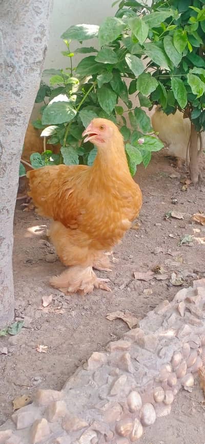 Buff Hens Pair + Silkie Rooster For Sale | Healthy Fancy Birds