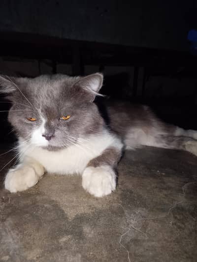 animal cat mal